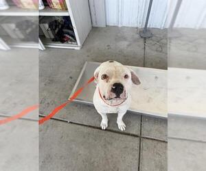 Staffordshire Bull Terrier Dogs for adoption in Bakersfield, CA, USA