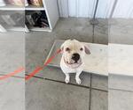Small Staffordshire Bull Terrier