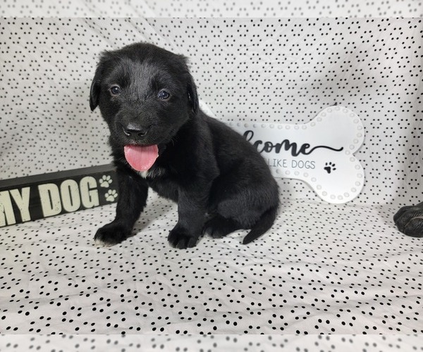 Medium Photo #8 Golden Mountain Dog Puppy For Sale in BLACK FOREST, CO, USA
