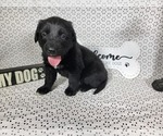 Small #7 Golden Mountain Dog