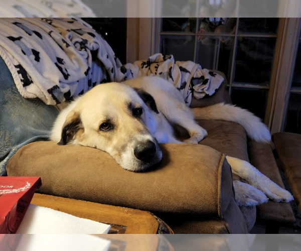 Medium Photo #4 Great Pyrenees-Unknown Mix Puppy For Sale in Decatur, GA, USA