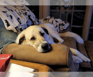 Thor - Male Great Pyrenees-Unknown Mix Dog for Adoption - Photo #4