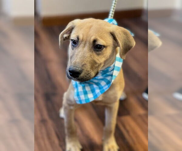Medium Photo #9 Golden Labrador Puppy For Sale in Mt. Laurel, NJ, USA