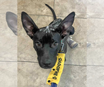 Small #1 American Pit Bull Terrier Mix