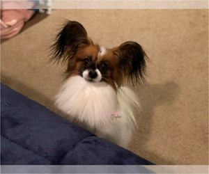 Father of the Papillon puppies born on 10/06/2023