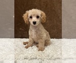 Small Photo #2 Poodle (Miniature) Puppy For Sale in MARTINSVILLE, IN, USA