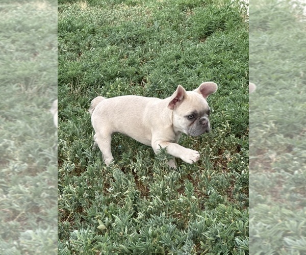 Medium Photo #3 French Bulldog Puppy For Sale in DEER TRAIL, CO, USA