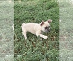 Small Photo #3 French Bulldog Puppy For Sale in DEER TRAIL, CO, USA