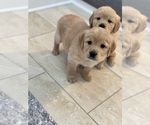 Small Photo #6 Golden Retriever Puppy For Sale in ADDISON, IL, USA