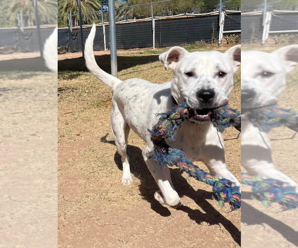 Medium Photo #7 Boxer-Dalmatian Mix Puppy For Sale in Chandler, AZ, USA