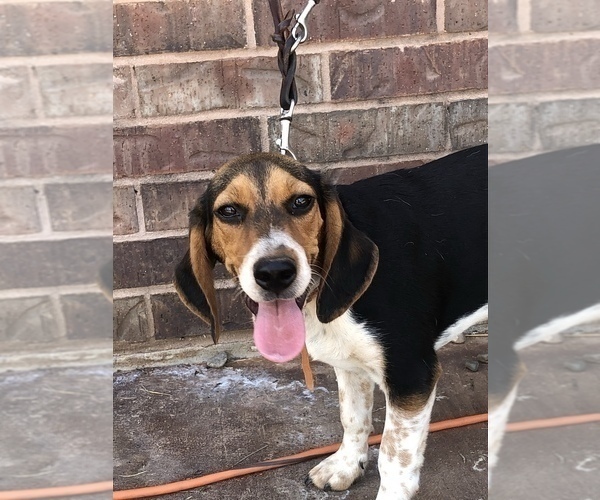 Medium Photo #3 Beagle Puppy For Sale in MUSTANG, OK, USA