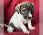 Small Jack Russell Terrier Mix