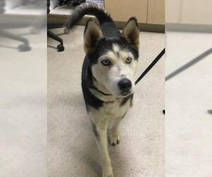 Siberian Husky Dogs for adoption in Riverside, CA, USA