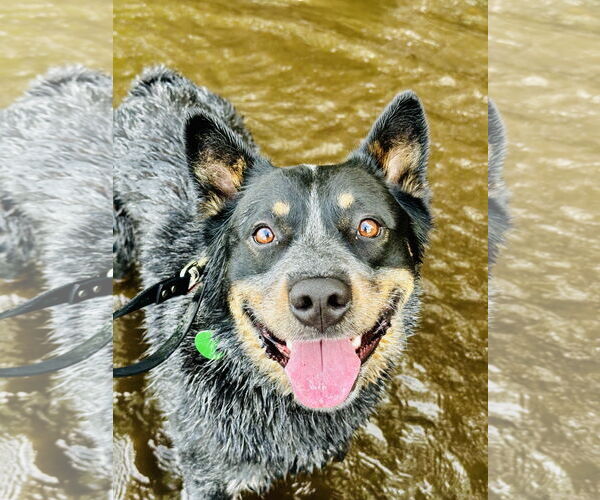 Medium Photo #1 Mutt Puppy For Sale in Garden City, NY, USA