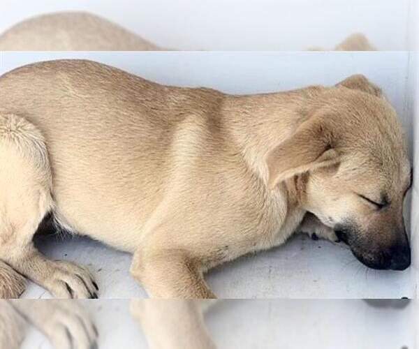 Medium Photo #1 Labrador Retriever Puppy For Sale in Houston, TX, USA