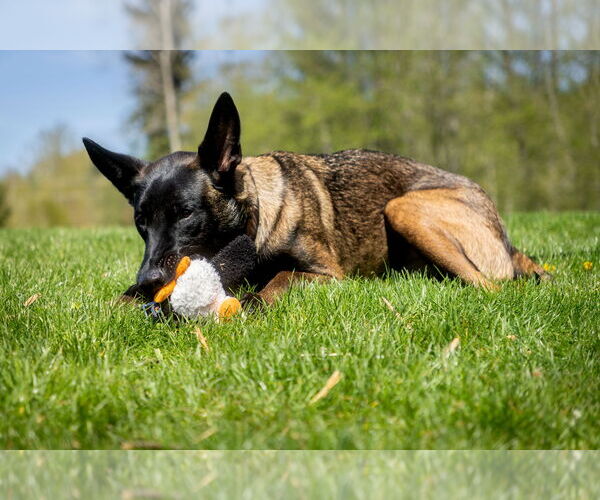 Medium Photo #3 Mutt Puppy For Sale in Seattle, WA, USA