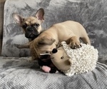 Small Photo #11 French Bulldog Puppy For Sale in MIDDLEBURG, FL, USA