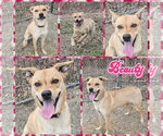 Small Photo #2 Mutt Puppy For Sale in Blacksburg, SC, USA