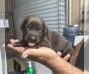 Labrador Retriever Puppy for sale in FORT MC COY, FL, USA