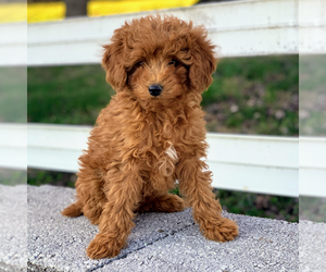 Poodle (Toy) Puppy for sale in GOLDEN ISLES, FL, USA