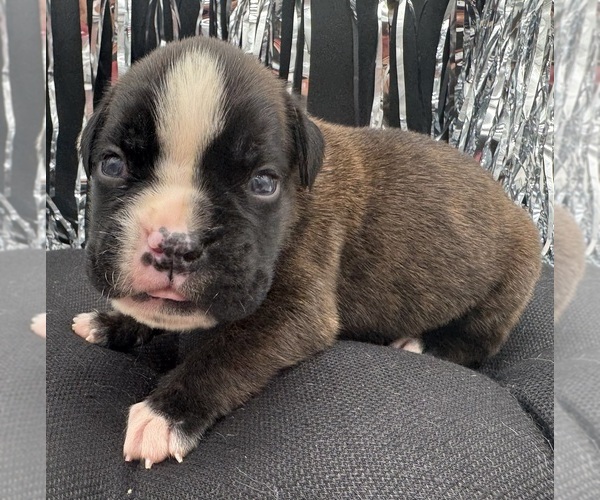 Medium Photo #5 Boxer Puppy For Sale in PAWNEE CITY, NE, USA