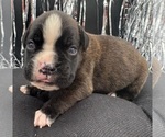 Small #4 Boxer
