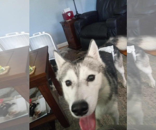 Medium Photo #5 Siberian Husky-Unknown Mix Puppy For Sale in Columbus, IN, USA
