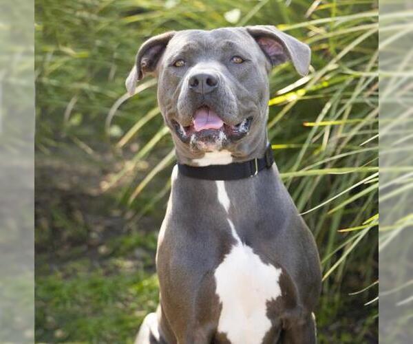 Medium Photo #2 Mutt Puppy For Sale in Camarillo, CA, USA