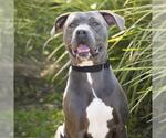 Small #1 Mutt