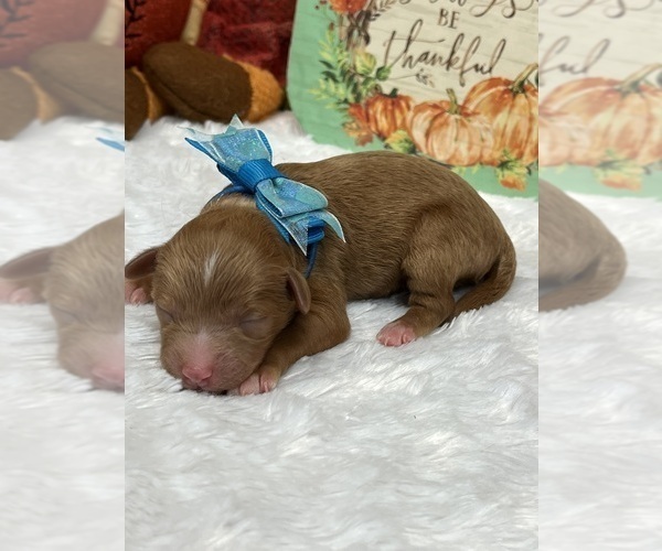 Medium Photo #3 Poodle (Miniature) Puppy For Sale in BULLARD, TX, USA