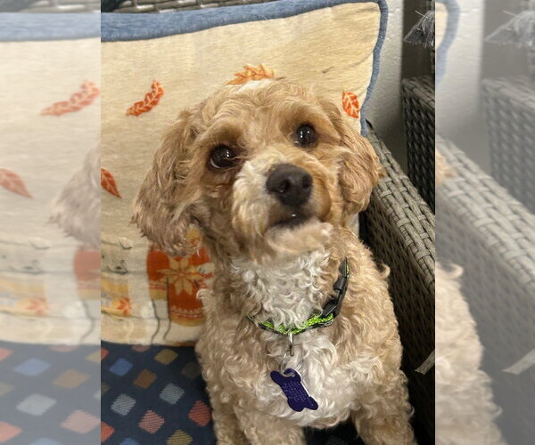 Medium Photo #1 Mutt Puppy For Sale in Ellijay, GA, USA