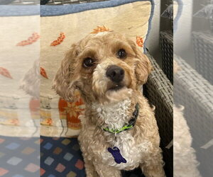 Mutt Dogs for adoption in Ellijay, GA, USA