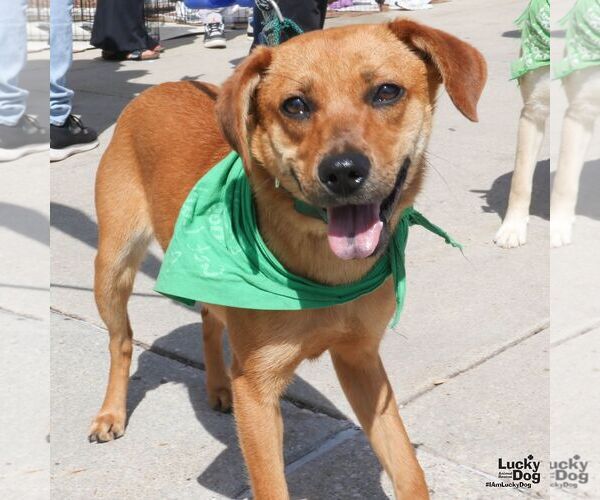 Medium Photo #3 Labrador Retriever-Unknown Mix Puppy For Sale in Washington, DC, USA