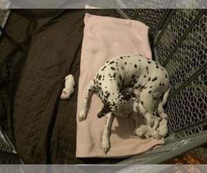 Dalmatian Puppy for sale in CHARLOTTE, NC, USA