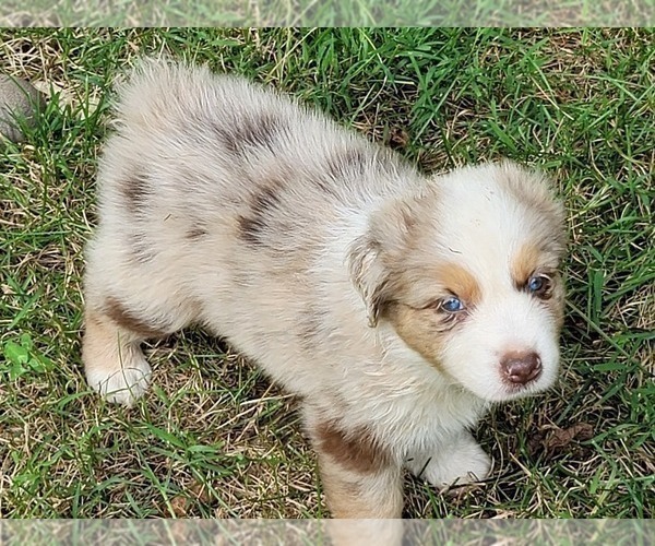 Medium Photo #1 Australian Shepherd Puppy For Sale in GALAX, VA, USA