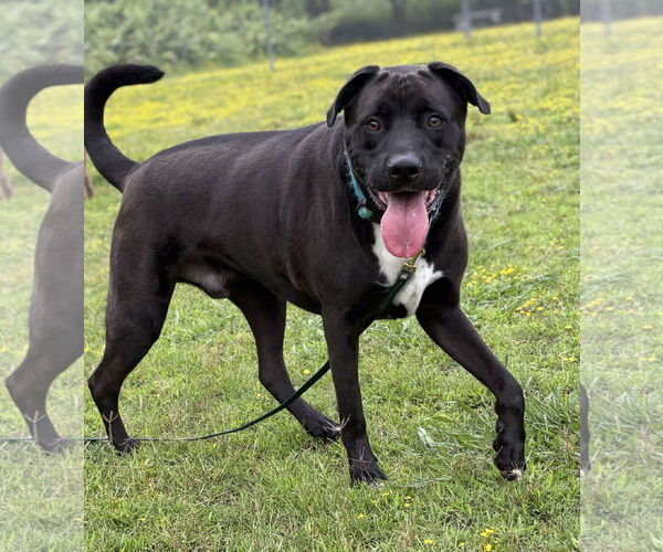 Medium Photo #1 Boxer-German Shepherd Dog Mix Puppy For Sale in Virginia Beach, VA, USA