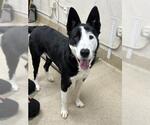 EDDIE - Male Border Collie-Siberian Husky Mix Dog for Adoption - Small photo