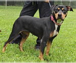 Small #1 Labrador Retriever Mix