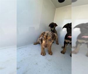 Labrador Retriever-Unknown Mix Dogs for adoption in Houston, TX, USA