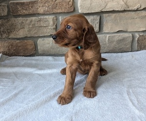 Irish Setter Puppy for sale in GOSHEN, IN, USA
