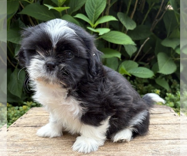 Medium Photo #3 Shih Tzu Puppy For Sale in MIDDLEBURY, IN, USA