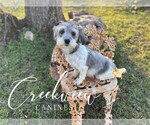 Small Photo #1 Havanese Puppy For Sale in NIANGUA, MO, USA