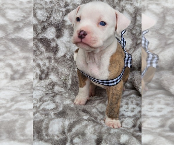 Medium Photo #2 American Bully Puppy For Sale in GETTYSBURG, PA, USA