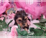 Small #2 Yorkshire Terrier