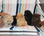 Litter of 5 - Male(s) and Female(s) PomeranianLitter of Puppies for Sale - Small photo
