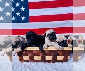 Pug Puppy for sale in SCOTTSDALE, AZ, USA