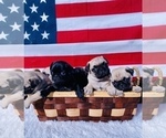 Small Photo #1 Pug Puppy For Sale in SCOTTSDALE, AZ, USA