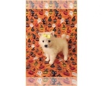 Small Photo #1 American Eskimo Dog Puppy For Sale in CLARKSVILLE, TN, USA