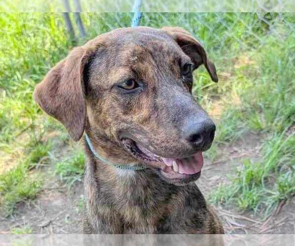 Medium Photo #1 Mountain Cur-Unknown Mix Puppy For Sale in Anniston, AL, USA