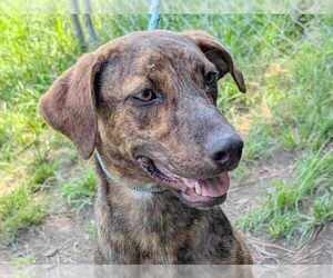 Mountain Cur-Unknown Mix Dogs for adoption in Anniston, AL, USA